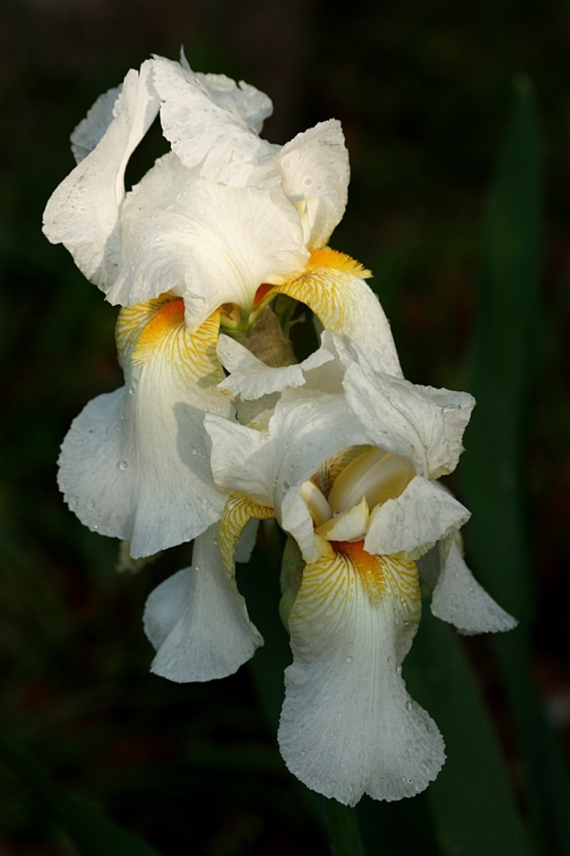 White bearded iris in my garden.
