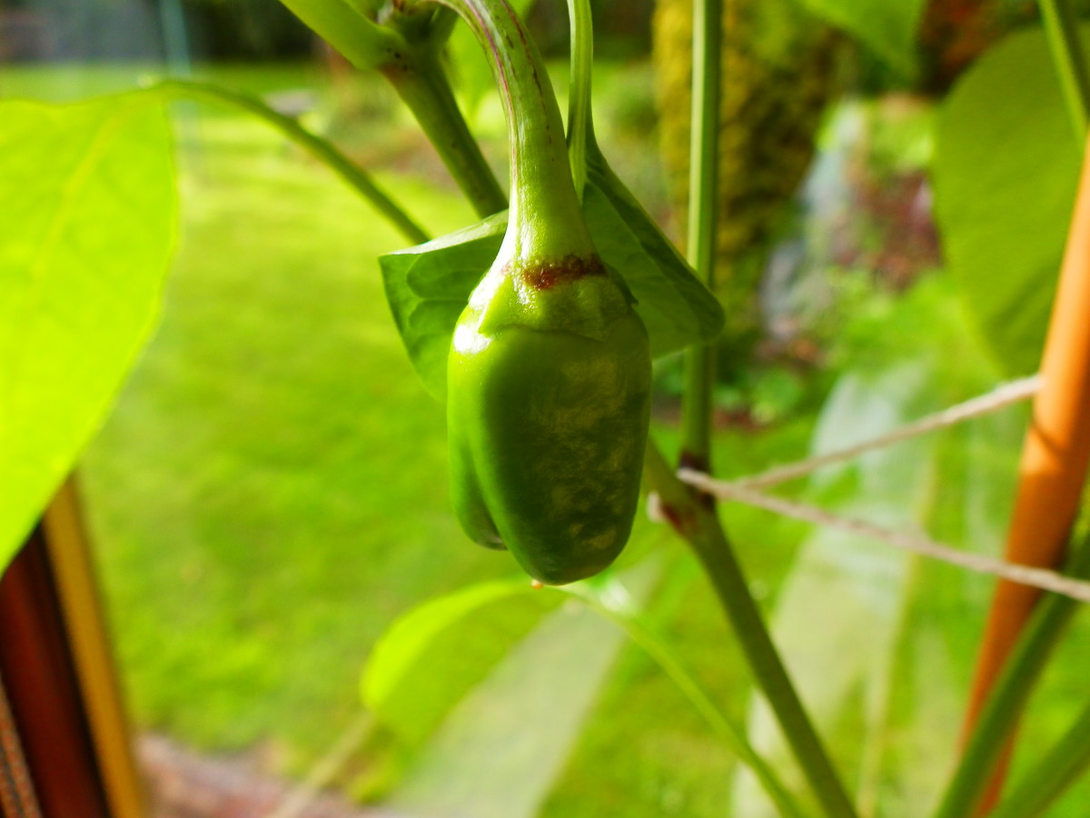 Pepper plant close-up