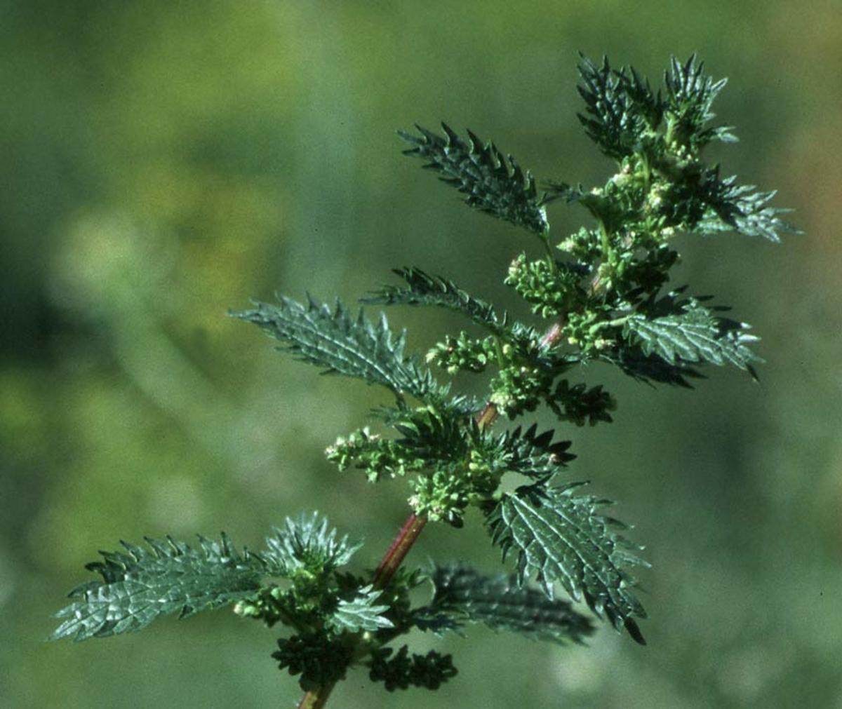 Urtica Urens - Small Nettle - against uric acid and gout