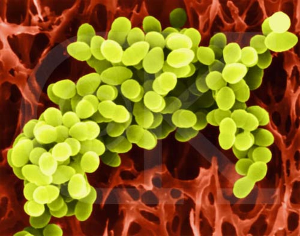 Staphilococcus bactery