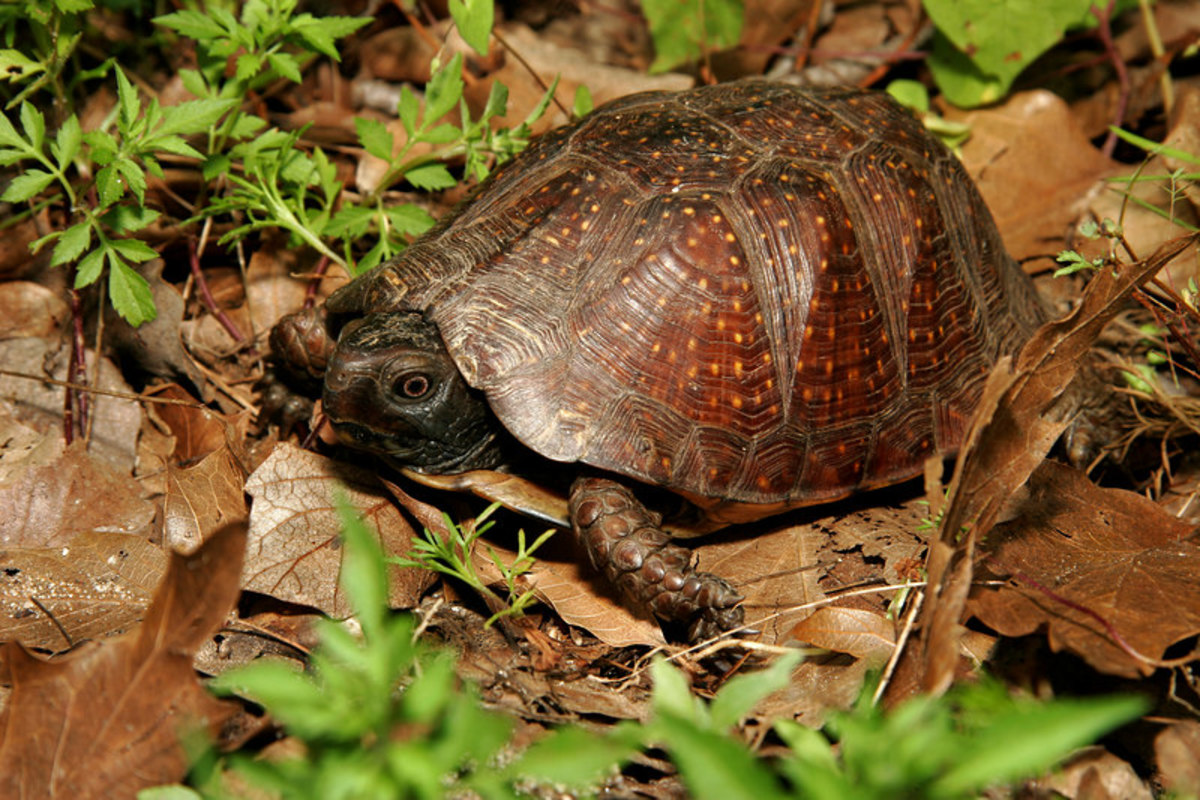 What You Should Know About Eastern Box Turtles - HubPages