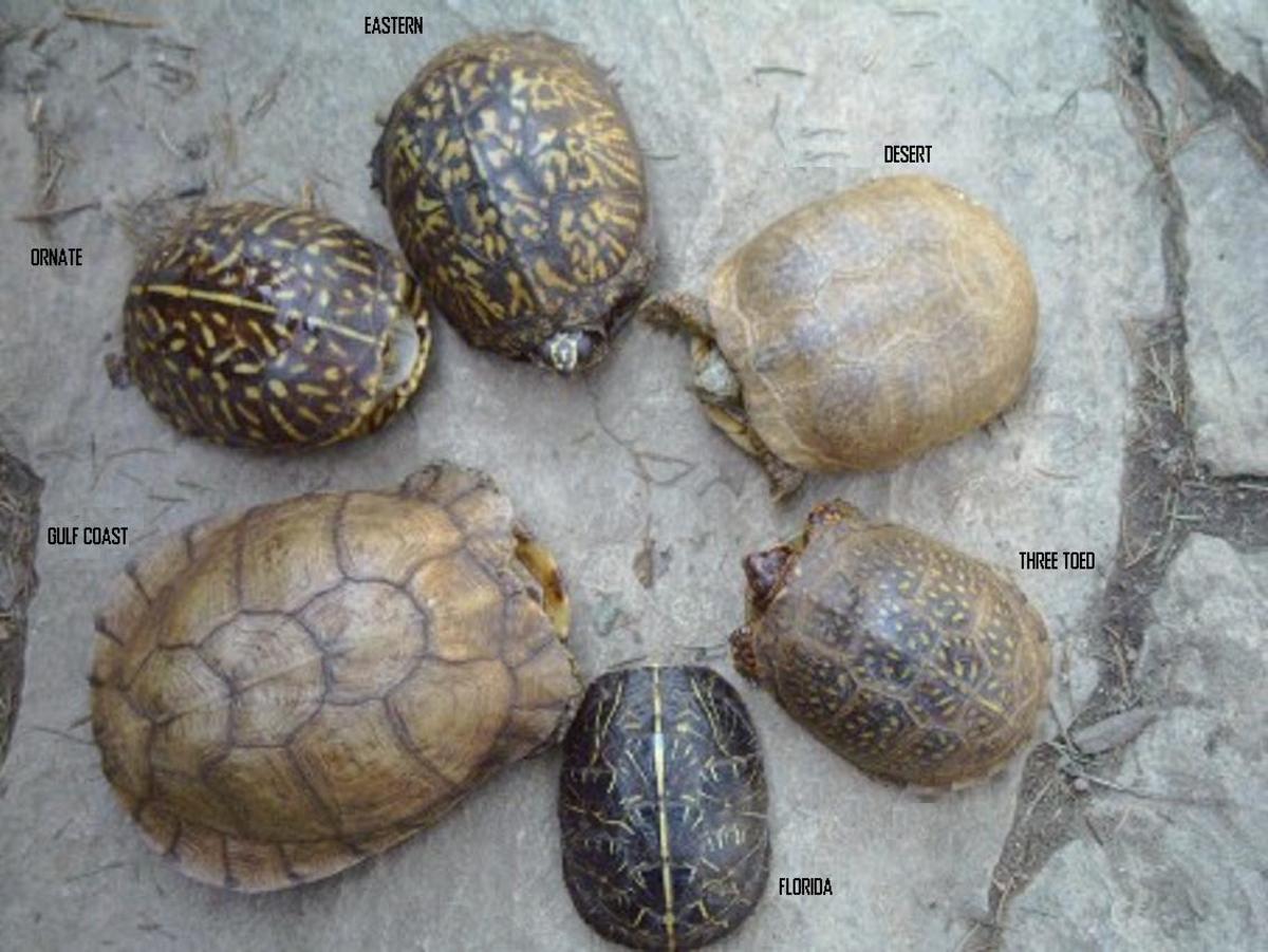 Common Subspecies of Box Turtles, Counter Clockwise:  1. Eastern (at 12:00) 2. Ornate (Western)  3. Gulf Coast 4. Florida (at 6:00) 5. Three-Toed  6. Desert   