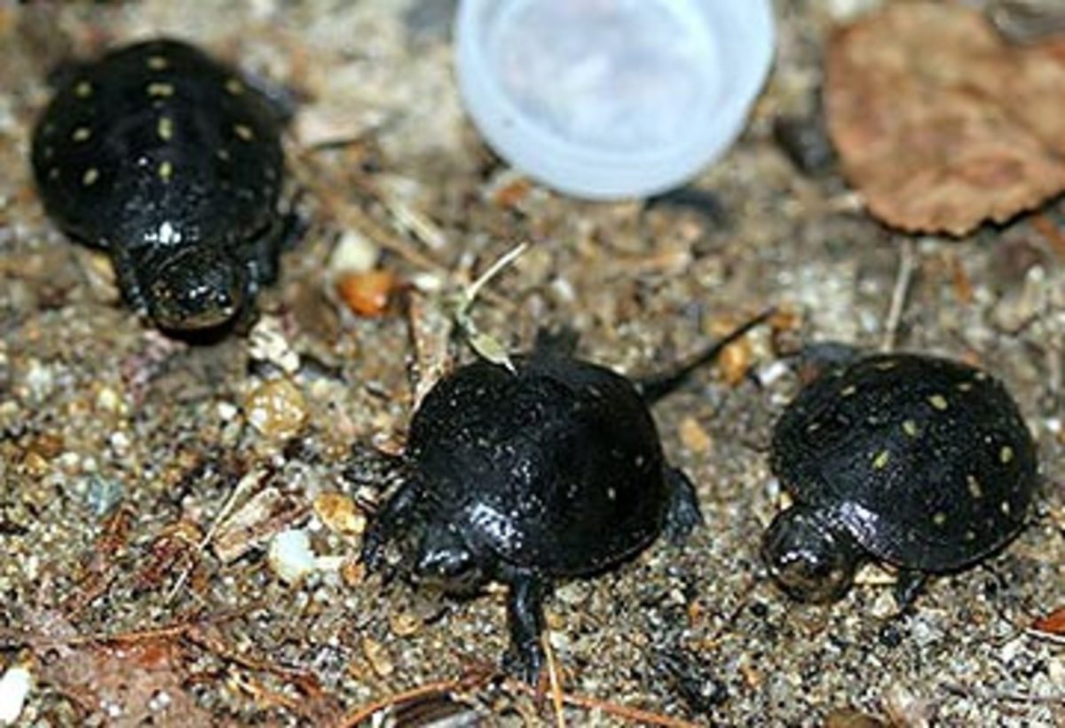 However, the Spotted Turtle lacks a mid-dorsal keel.