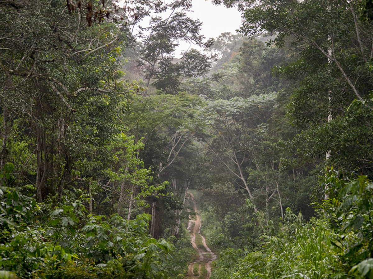 The rainforest in all its glory. Photo: Di Robinson