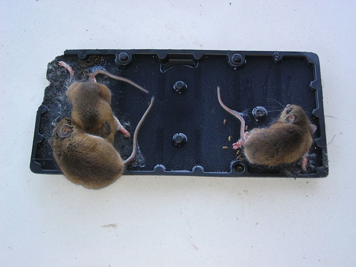 Mice on glue traps are stressed due to partial or total immobilization and may gnaw off appendages or else slowly starve and experience painful dehydration symptoms.