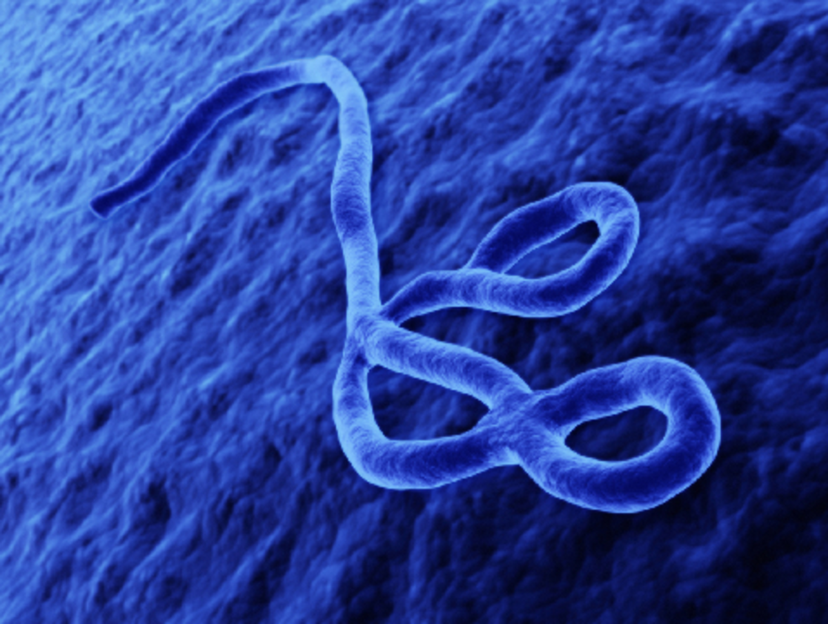 Ebola Micrograph