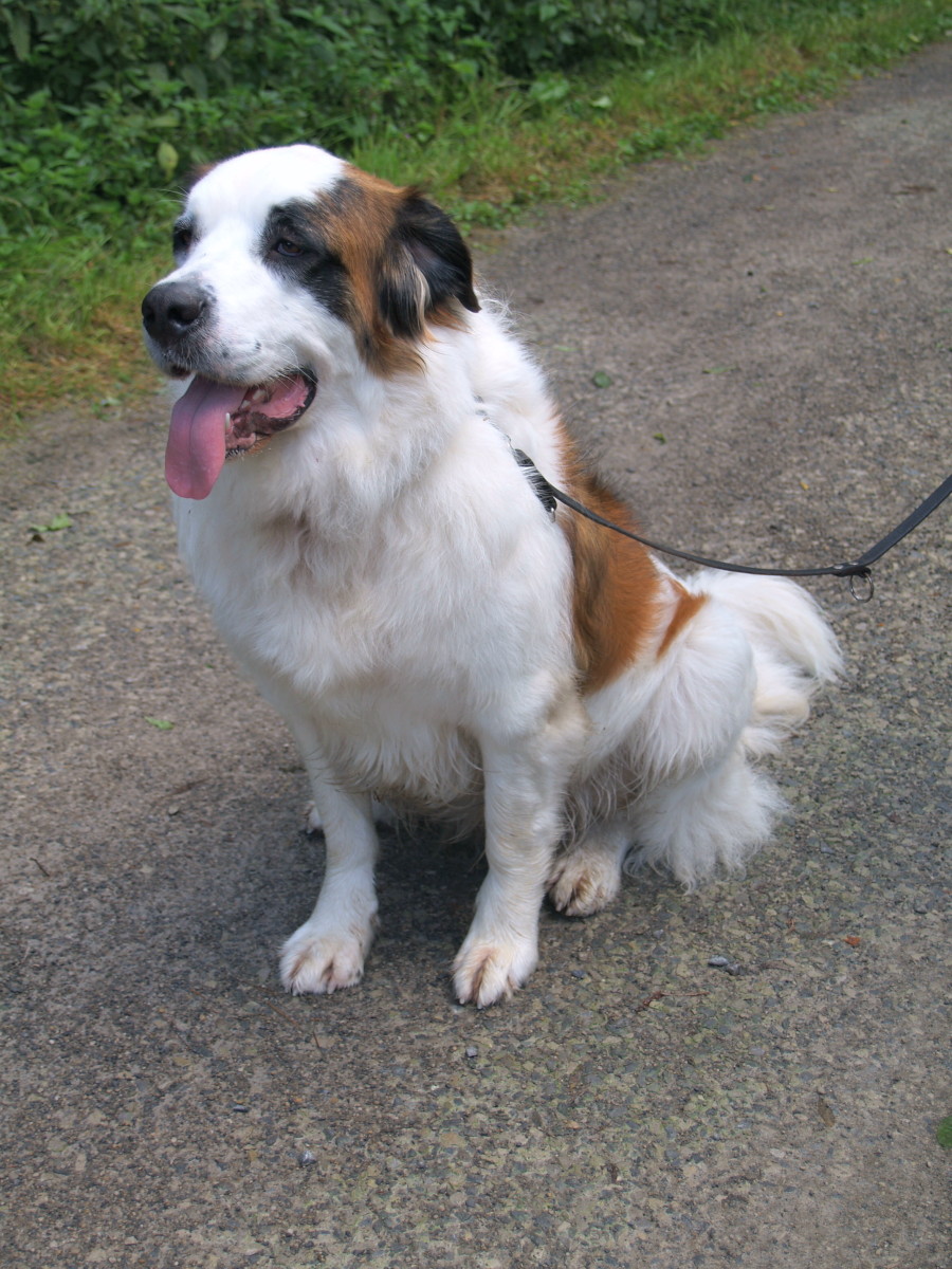 The sweet, gentle St. Bernard is one of the largest dog breeds.