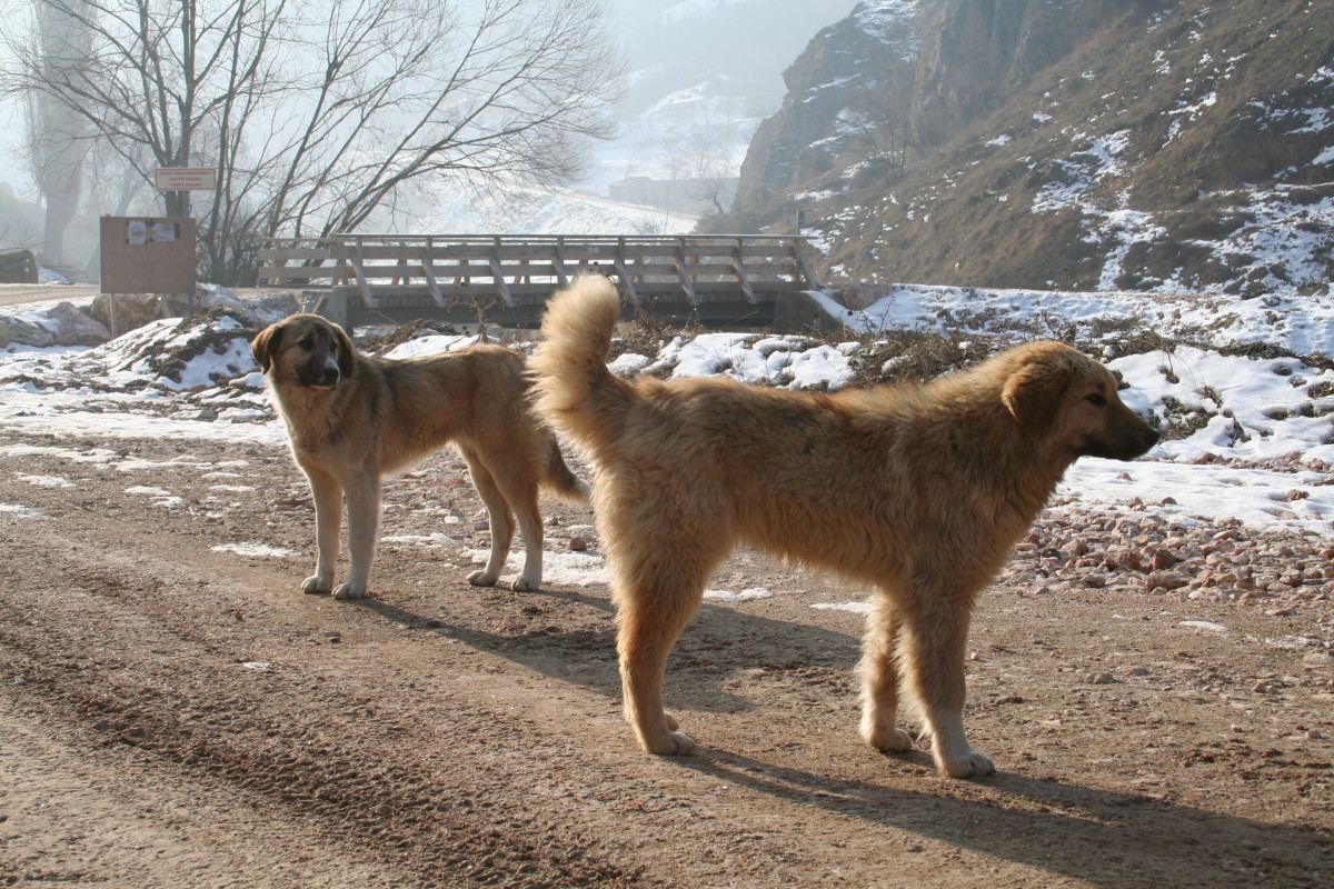 Large dogs often work as livestock guardians.