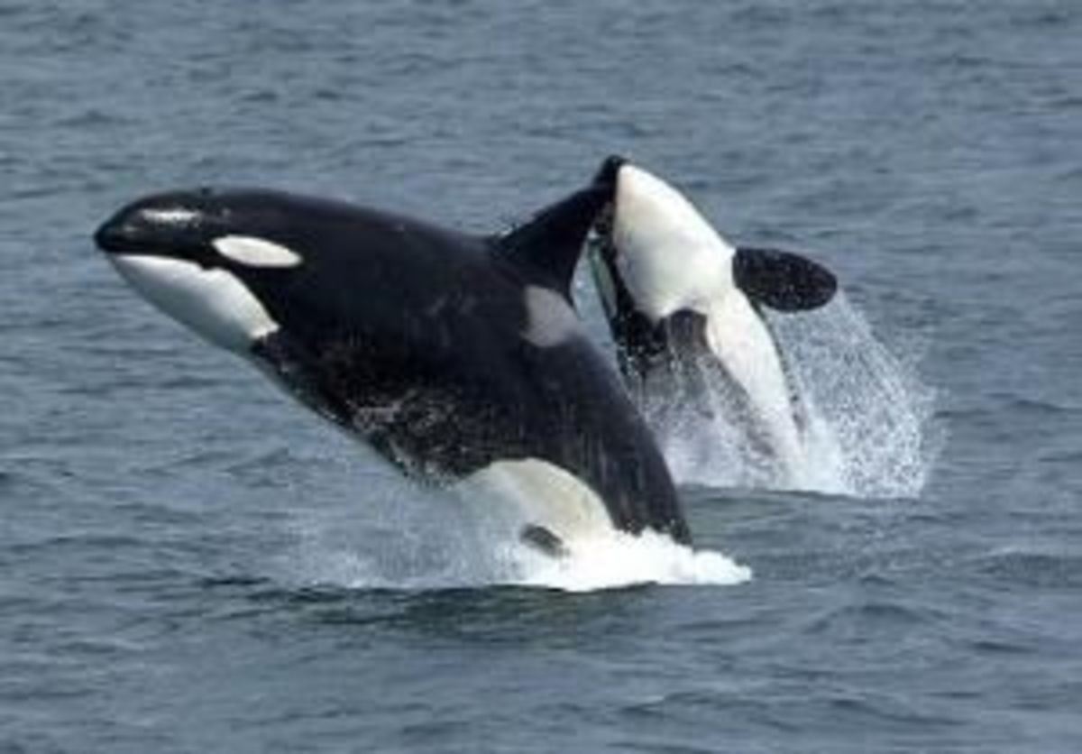 Orcas Breeching