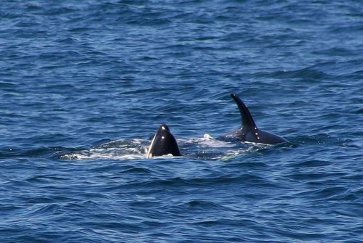 Orca spy hopping