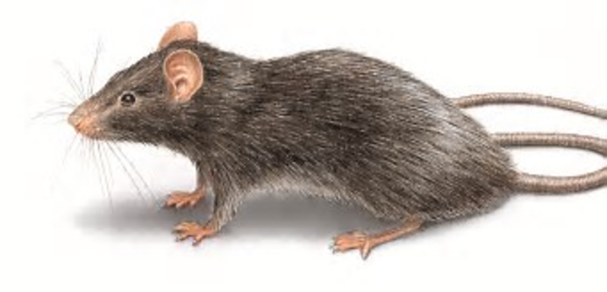 Rats Are Destructive Creatures HubPages