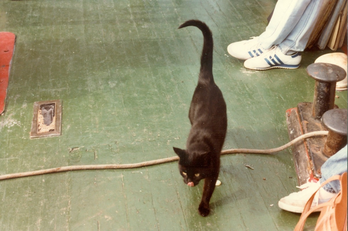 The skipper's cat