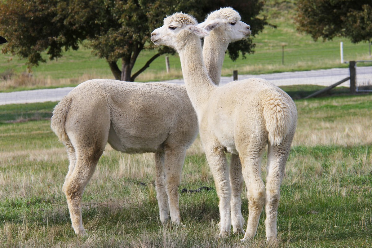 Adorable New Zealand alpacas! Wool is a major export of New Zealand.