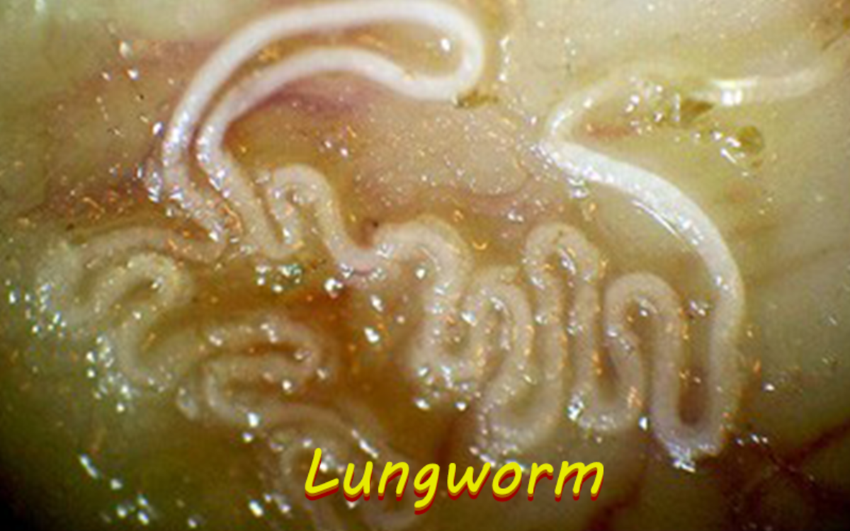 Despite its names, the Lungworm is a parasite that is capable of affecting both the brain and spinal cord.