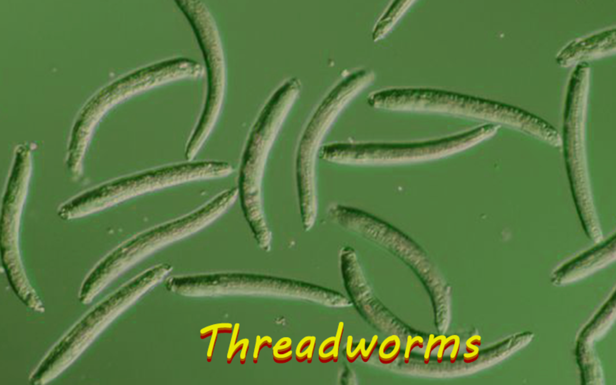  Threadworms are an intestinal parasite that can cause enterobiasis.
