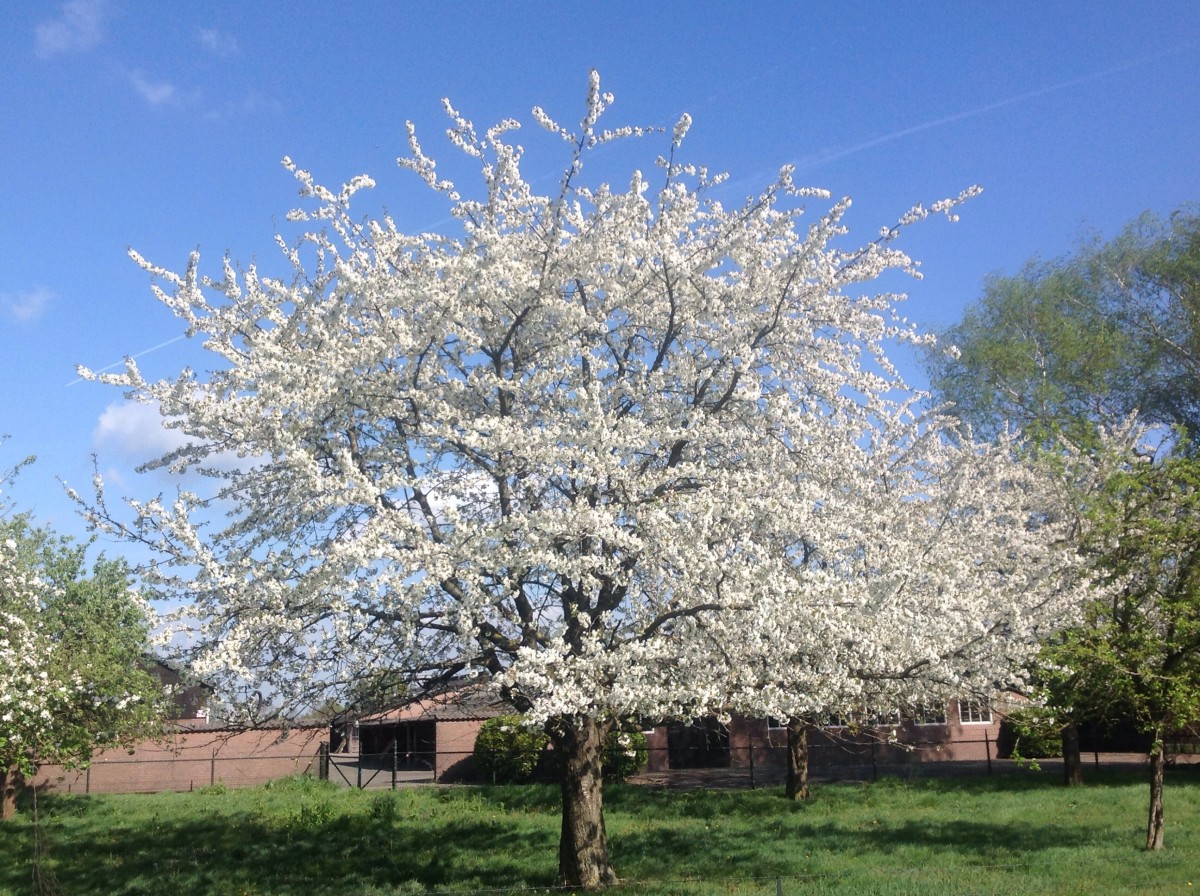 Blooming Tree: Small Dutch Country Village