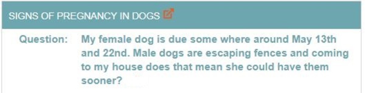 My Silliest, Funniest and Most Quirky Dog Questions