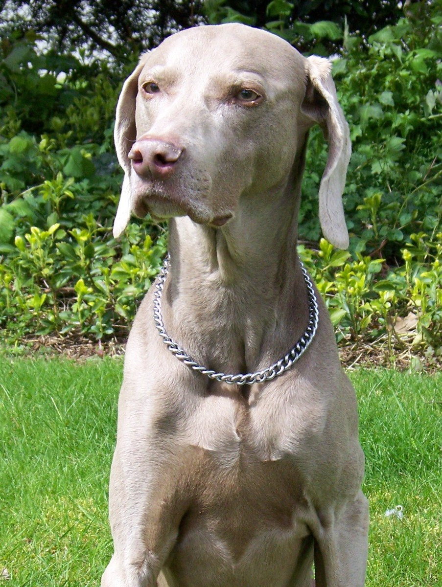 Our Weimaraner Titan.  Note the rounded, slender head, alert stance, lean body type and taupe-colored coat.