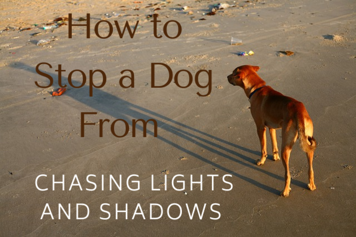Shadow chasing in dogs.