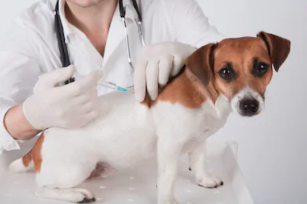 Figure 5. A veterinary doctor is giving a vaccine to a Fox Terrier dog. 