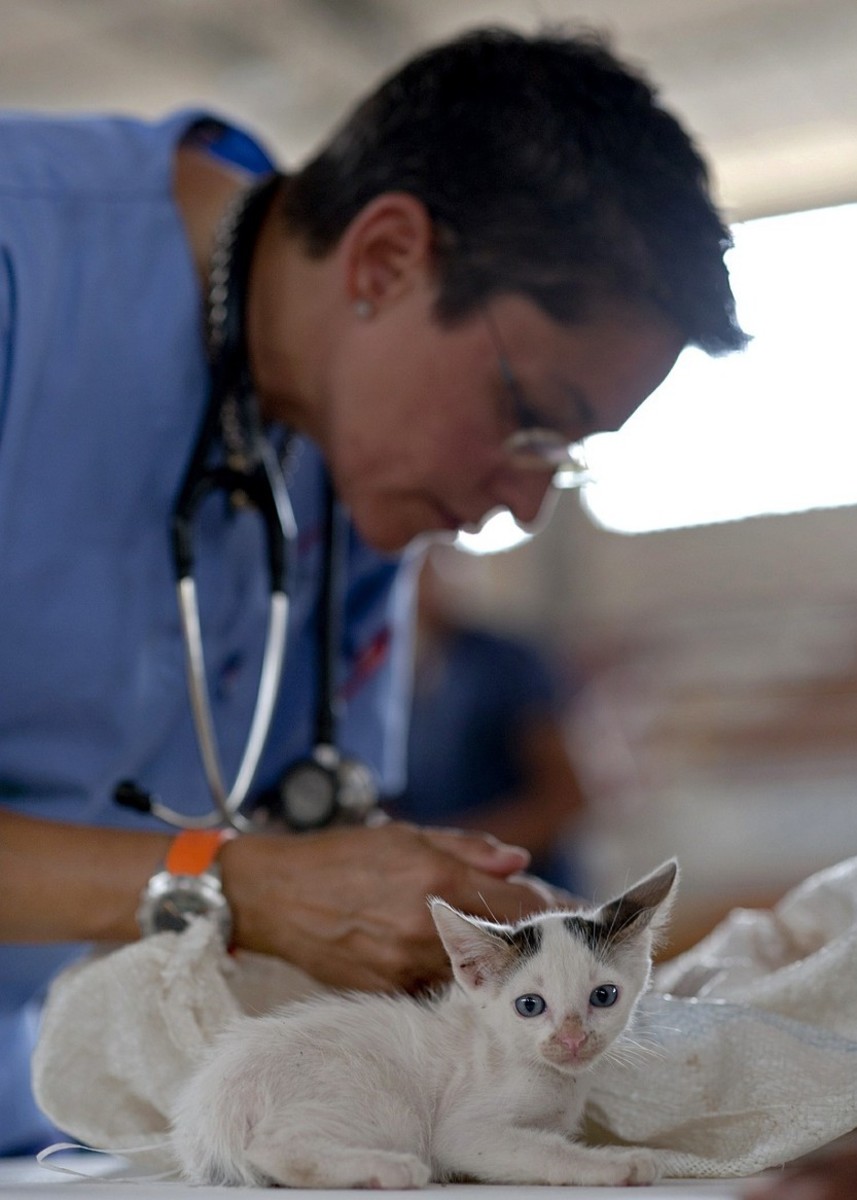 Figure 2. A veterinarian doctor is performing a physical examination on a kitten. The instrument around her neck has the name stethoscope to listen to the heart and lungs' sounds.