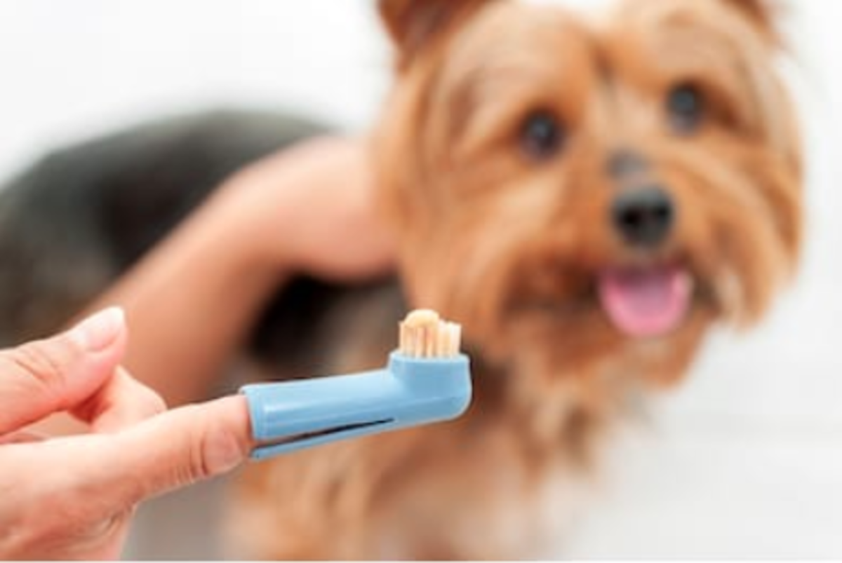 Figure 11. An owner's finger using a pet toothbrush (you can also use a baby toothbrush) has an enzymatic pet toothpaste to clean his pet teeth.