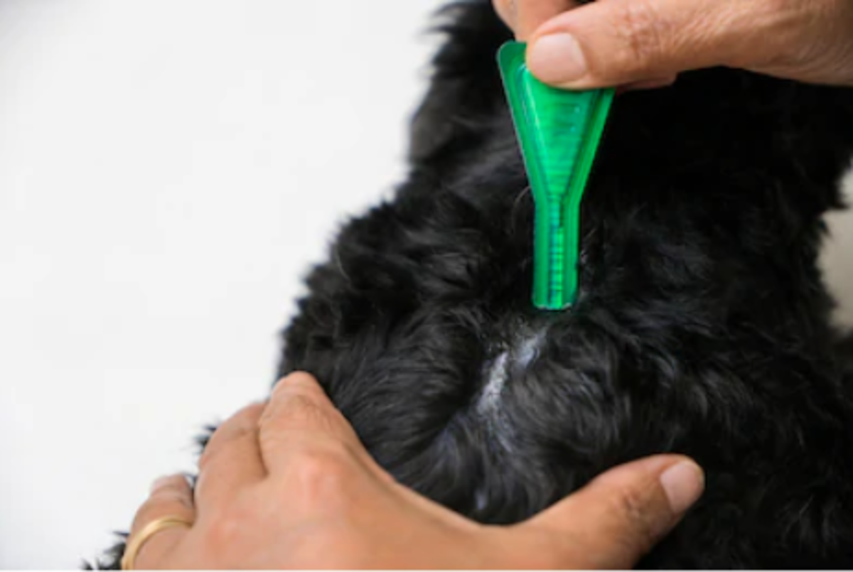 Figure 4. An owner is using a spot-on product on a dog for external deworming. The skin must be visible to put the product in direct contact with the skin. If you put on the fur, it will not spread efficiently; you need to put it in the skin.