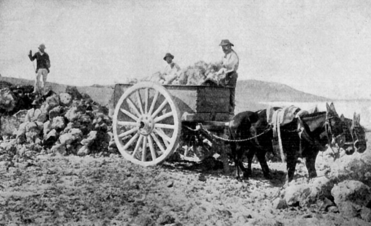 Vintage photo of men loading a cart pulled by mules