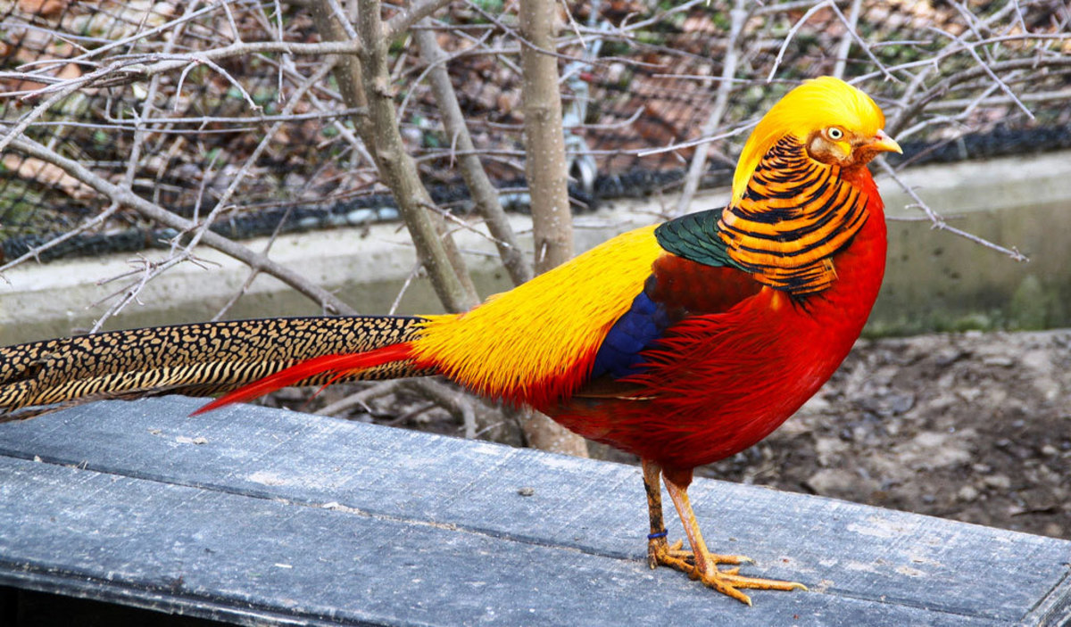 10-most-beautiful-birds-in-the-world