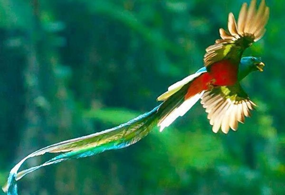 10-most-beautiful-birds-in-the-world