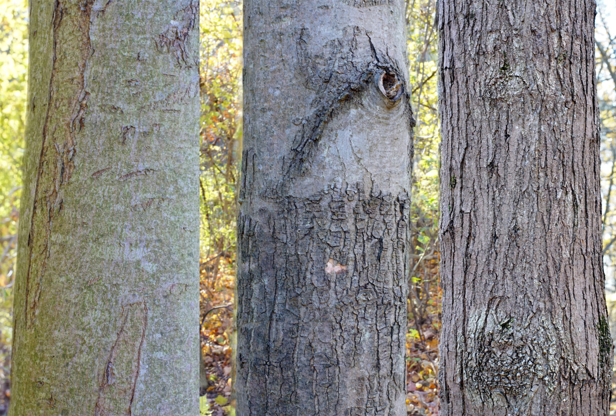Red Maple Tree Bark (Youngest on the Left, Oldest on the Right)