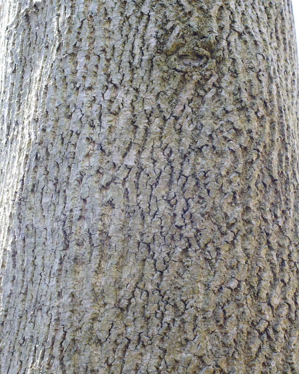 smooth bark trees in tennessee