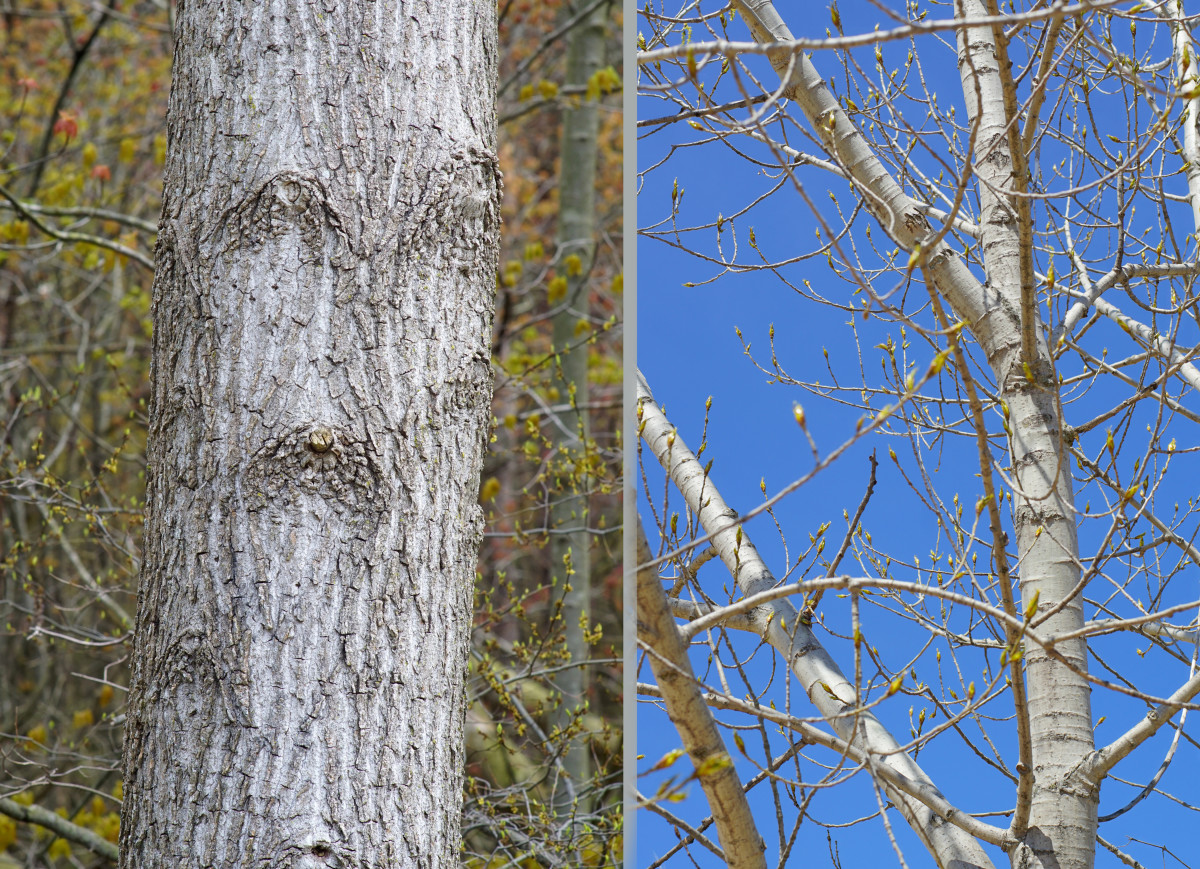 (Poplar) Cottonwood Tree Bark