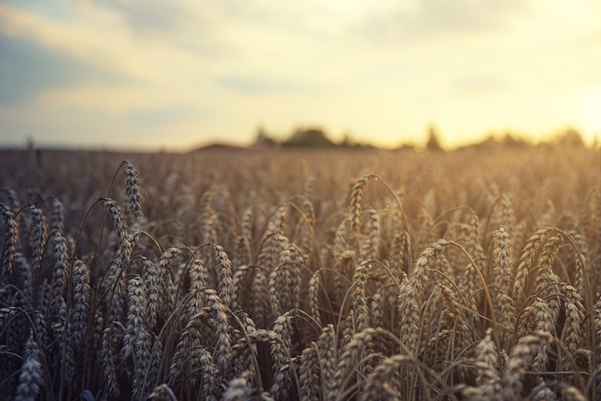 Reaping and Sowing, How the Harvest Works in God's Kingdom