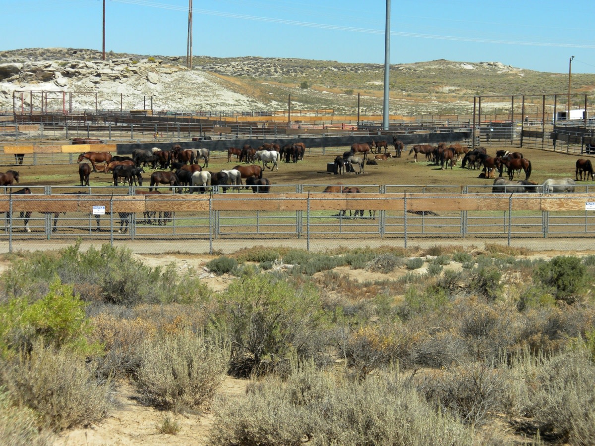 american-wild-horses-and-burros-still-in-peril