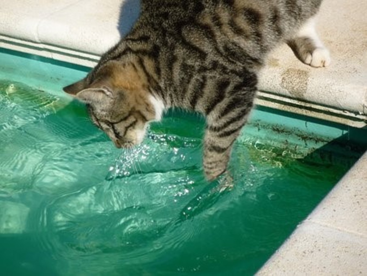 Cats can often be seen toying with water.