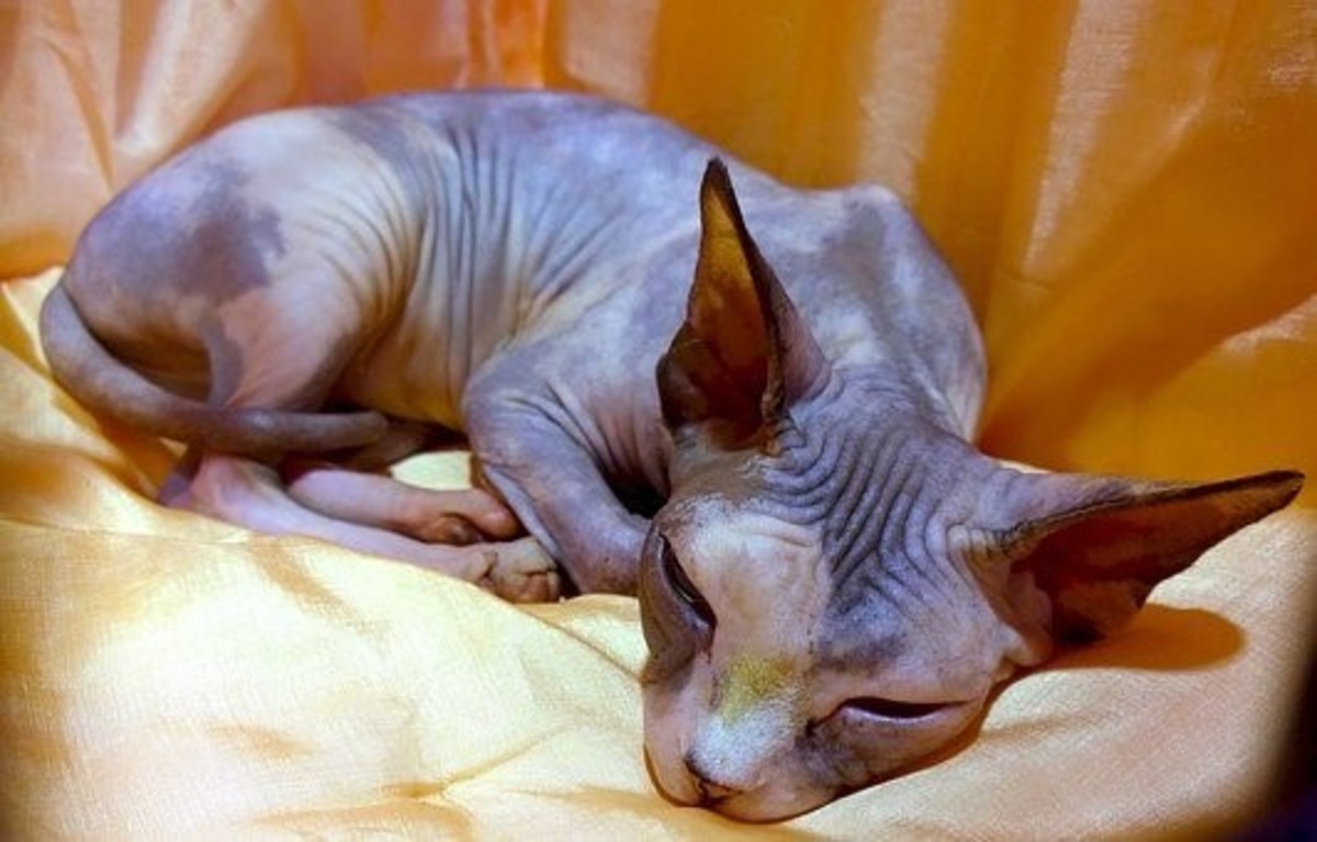 Even a Hairless Cat can trigger an allergic response.