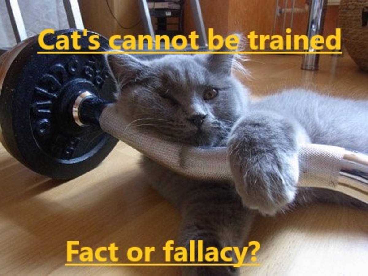common-cat-fallacies