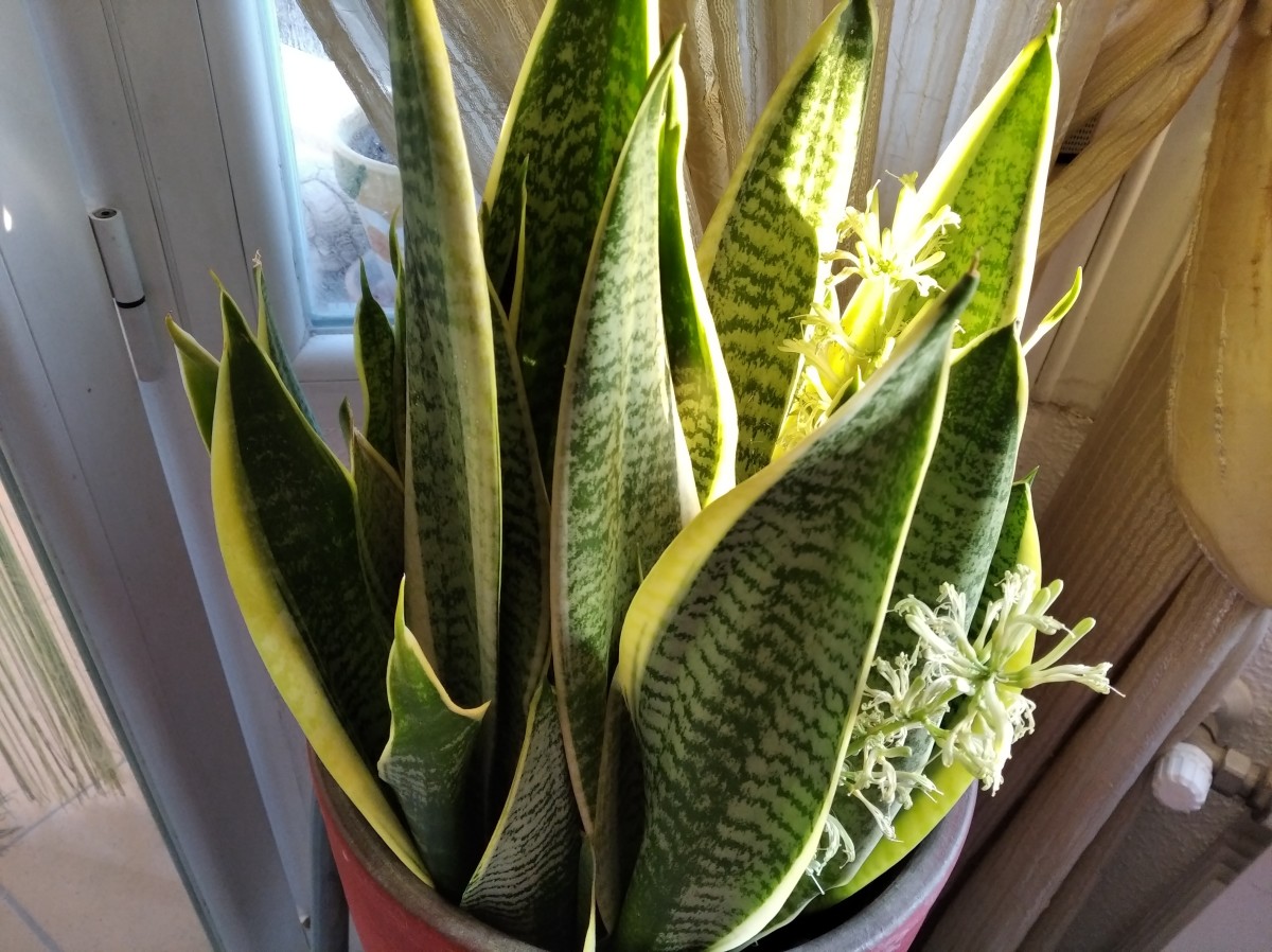 How to Get Your Snake Plant to Bloom Fast With Images of Flowering
