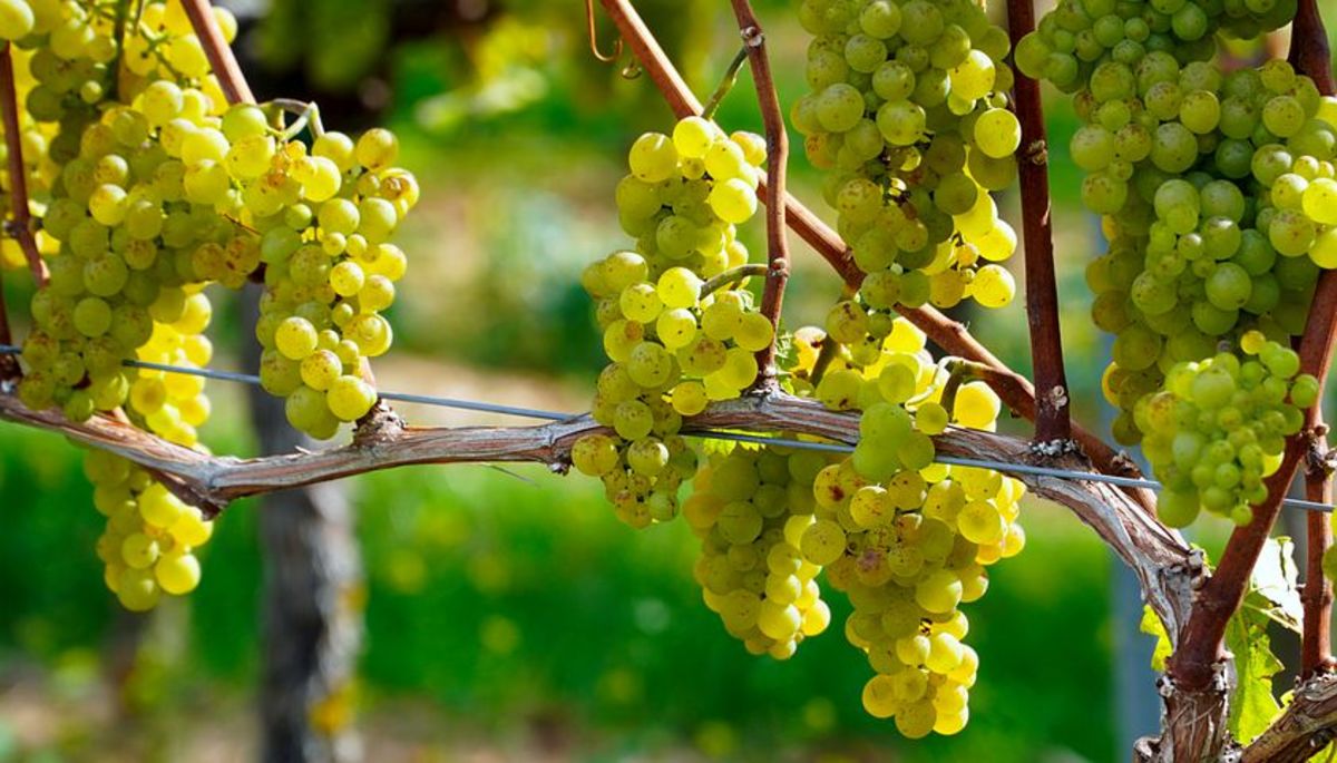 Grapes: Health Benefits & Nutrition Facts