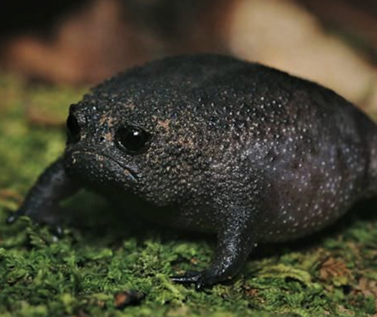 Black rain frog