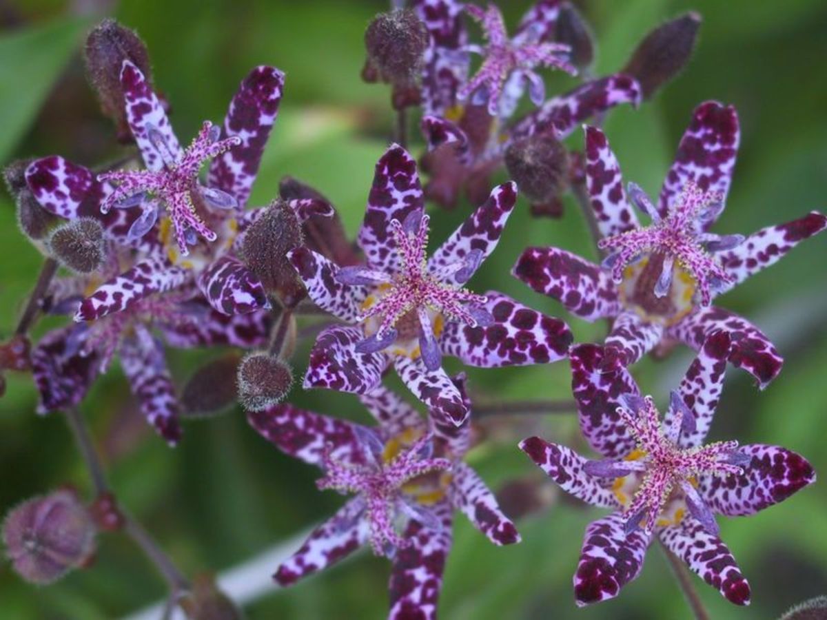 How to Grow Toad Lilies for Fall Color