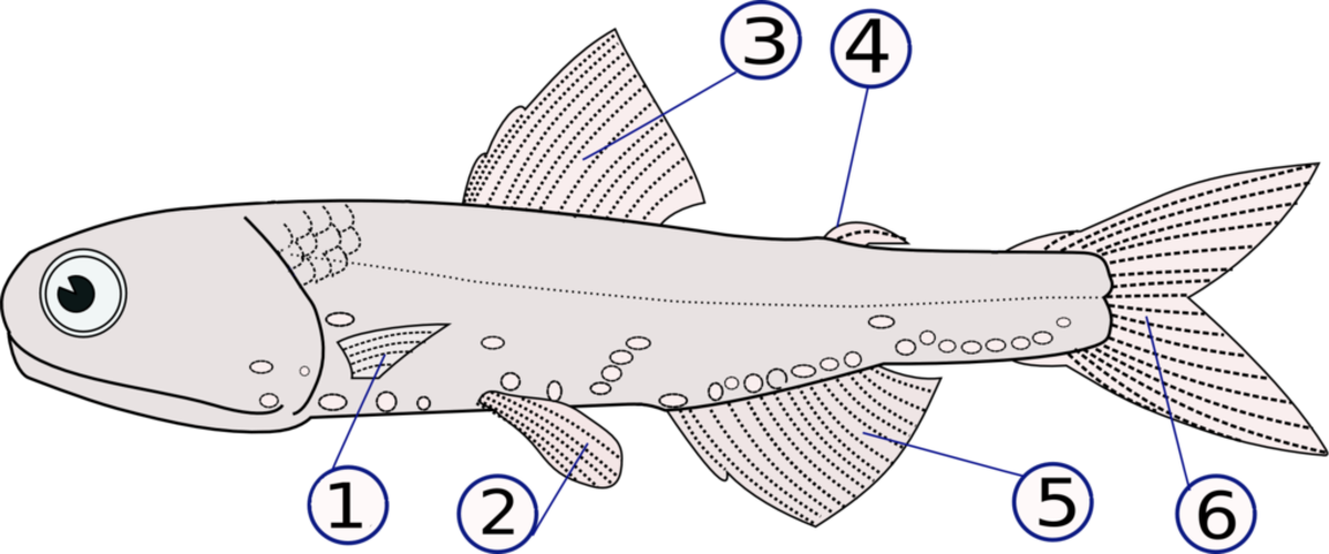 The fins of a cusk eel are related to those of a typical bony fish (such as this Lampanyctodes hectoris or Hector's lanternfish) but are modified.