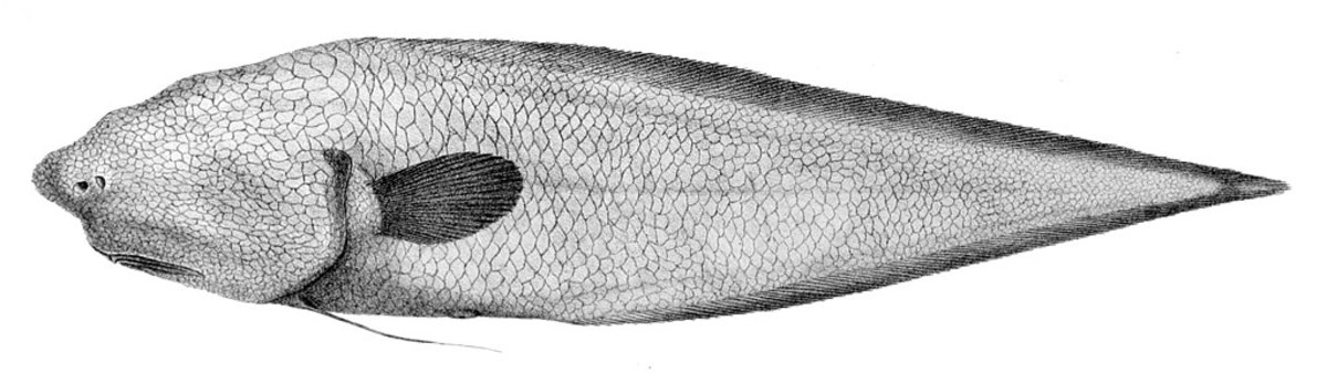 An 1887 illustration of a Typhlonus nasus specimen discovered during the H.M.S. Challenger expedition in 1873 to 1876