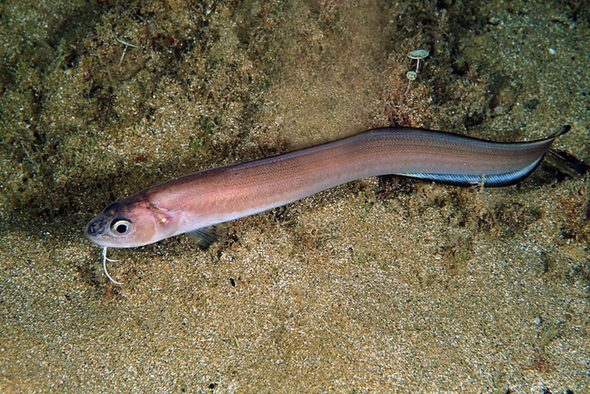 The snake blenny has features of a typical cusk eel, including barbels.
