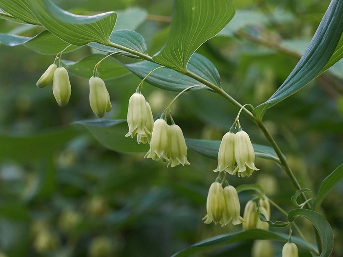 How to Grow Solomon's Seal, a Native Plant