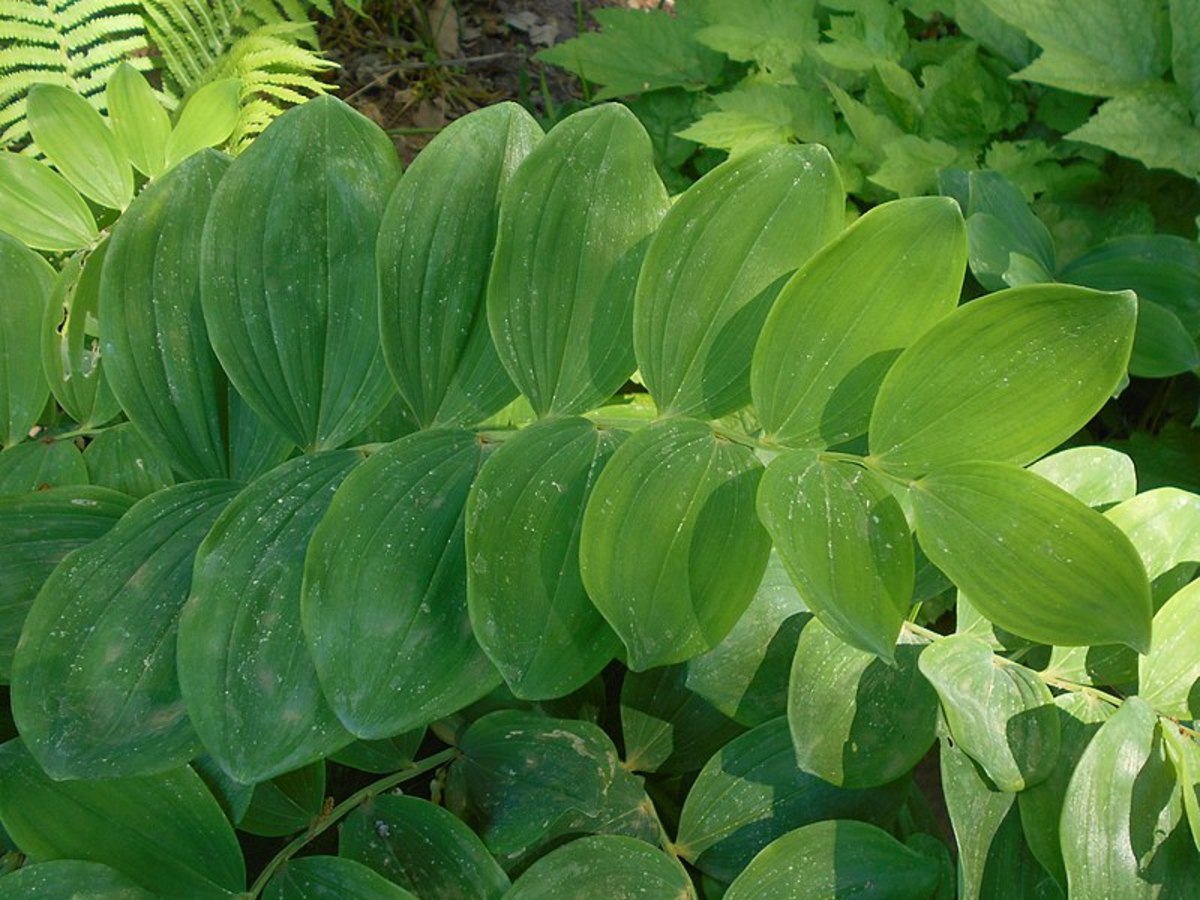 The leaves are oval and grow alternately on the stems.