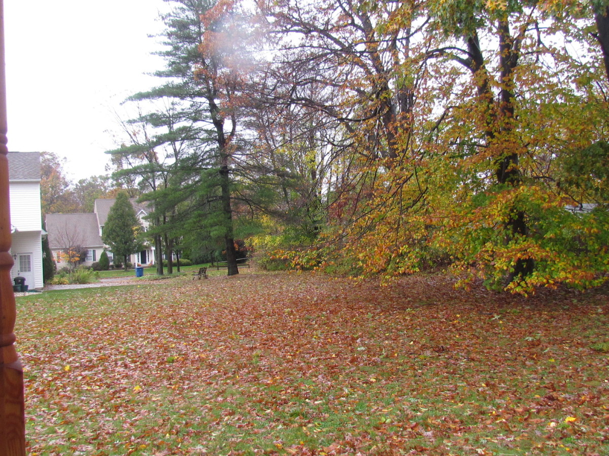 Trees that did survive with their beautiful fall leaves.