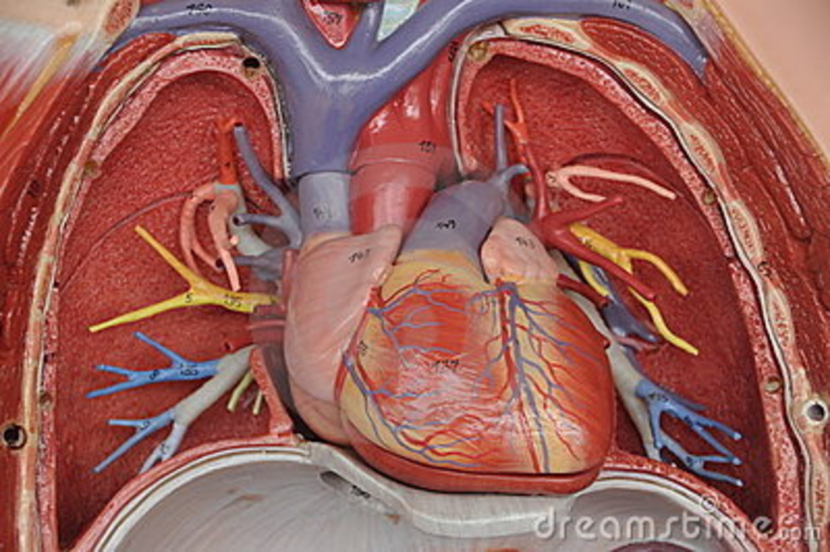 postural-orthostatic-tachycardia