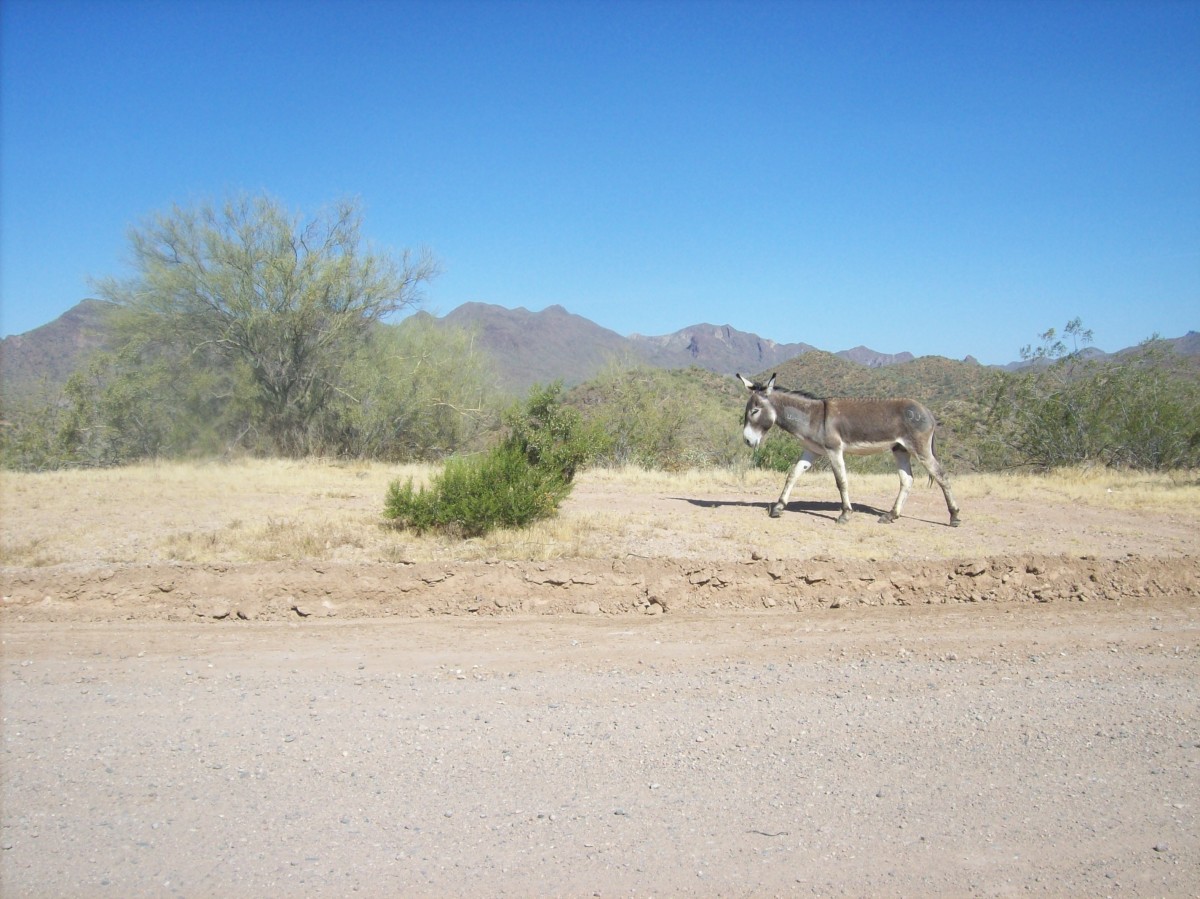 Donkeys have large ears, which may pick up more distant sounds, and may help cool the donkey's blood.